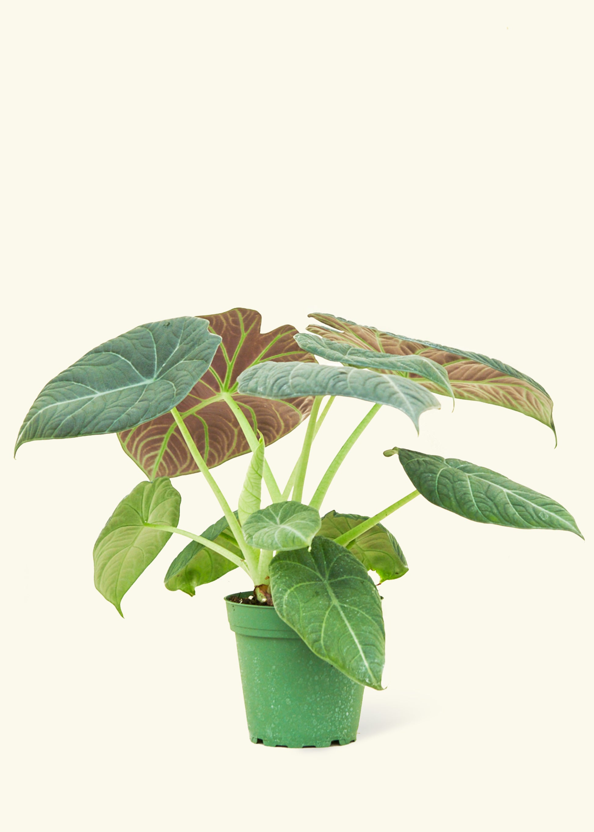 philodendron maharani Alocasia 'Grey Dragon'