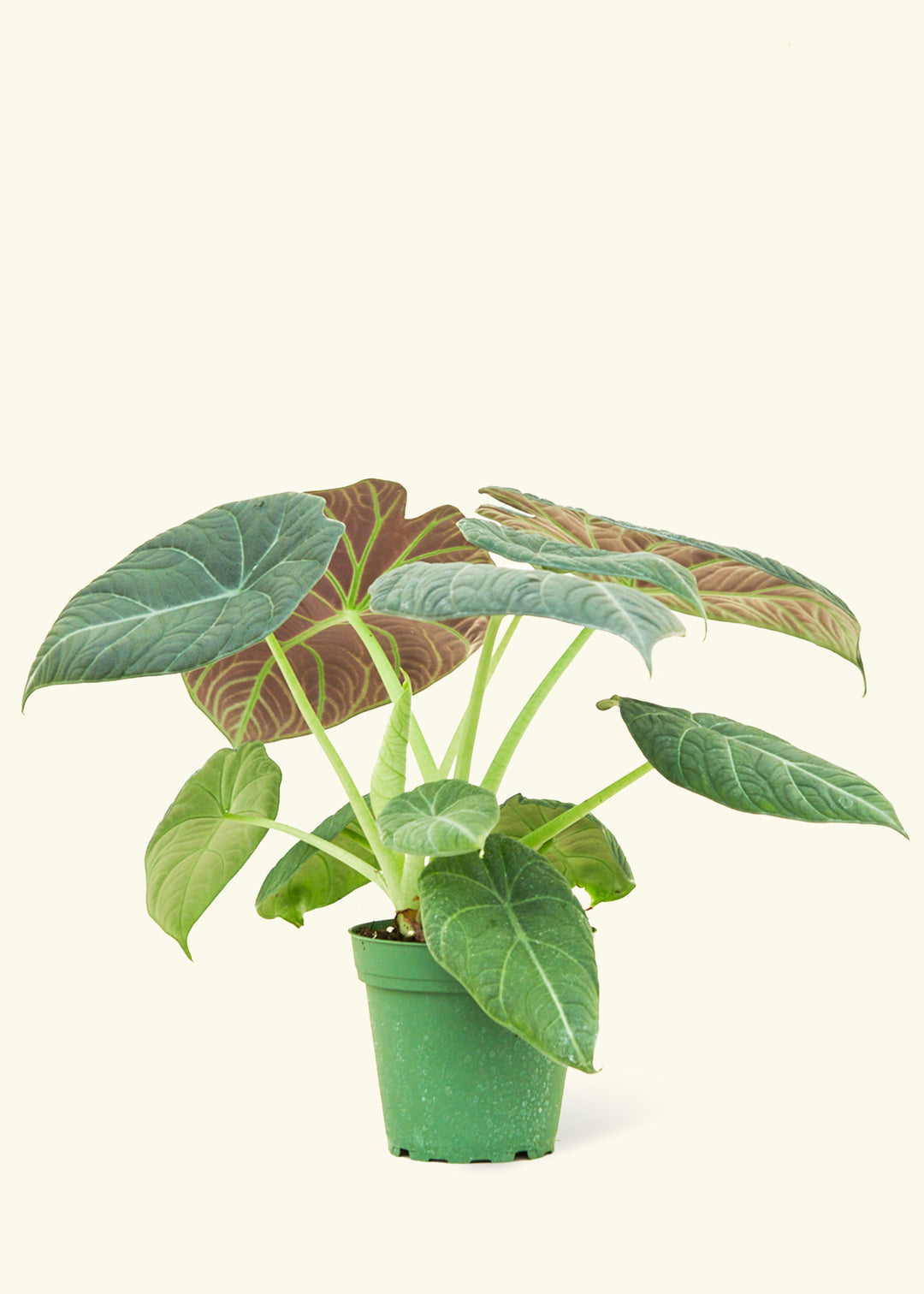 Alocasia Maharani in a 4 inches grow pot