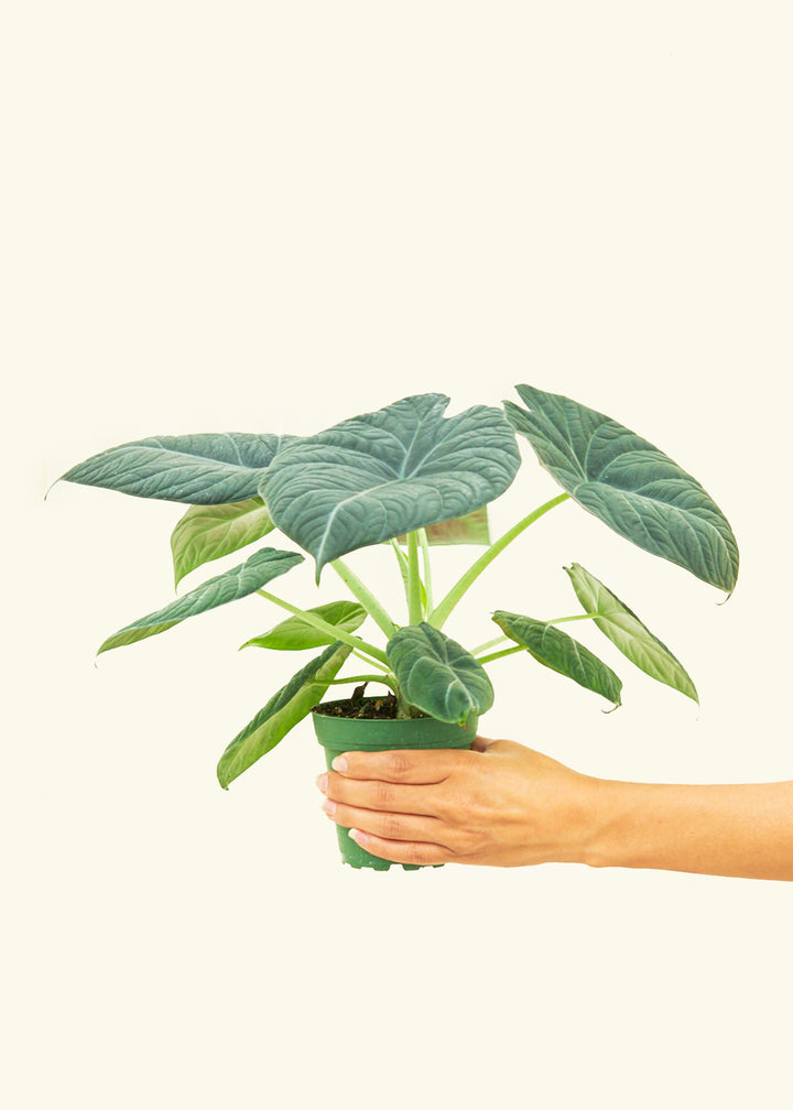 Alocasia Maharani in a 4 inches grow pot