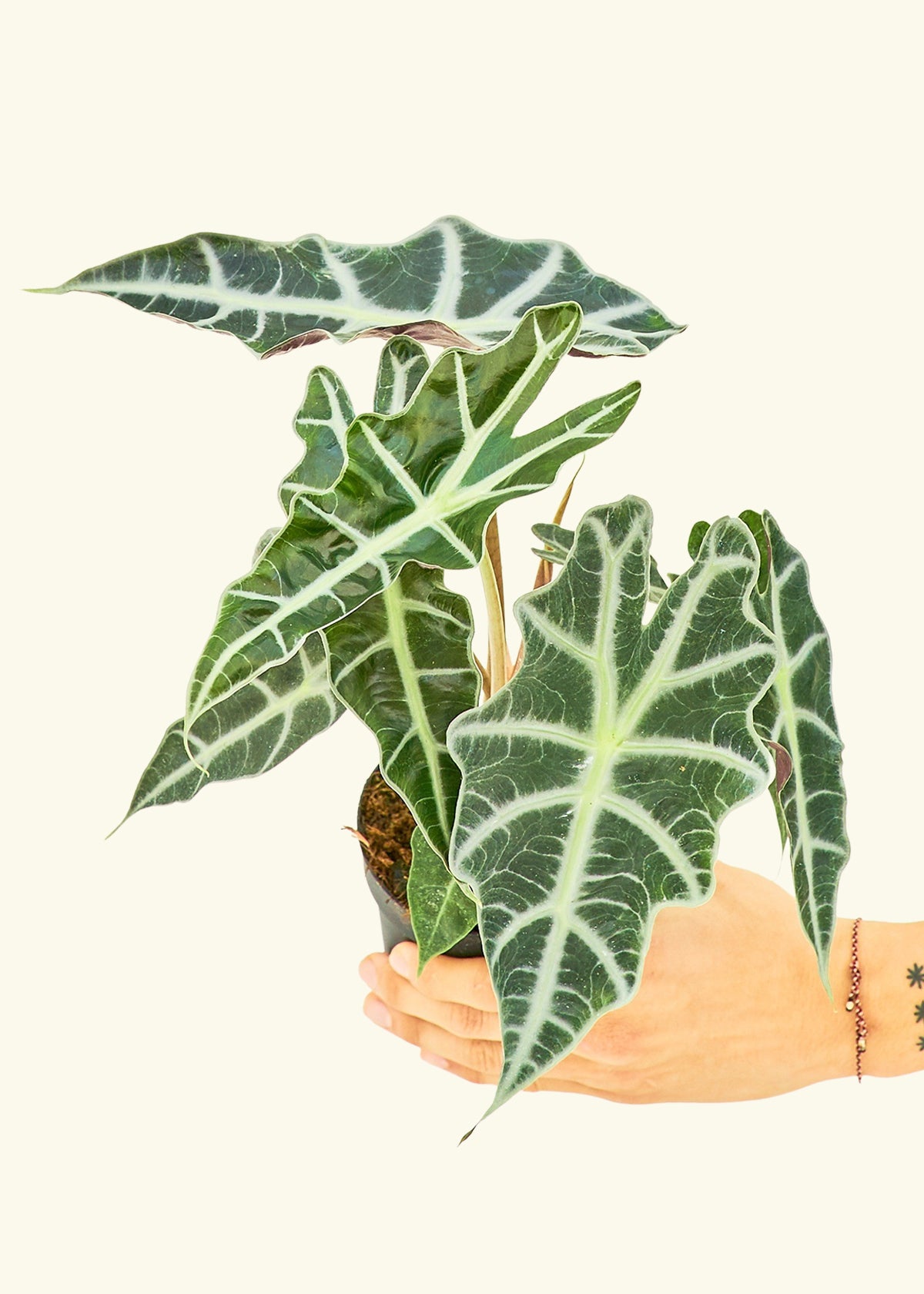 Alocasia Polly in a 4 inches grow pot