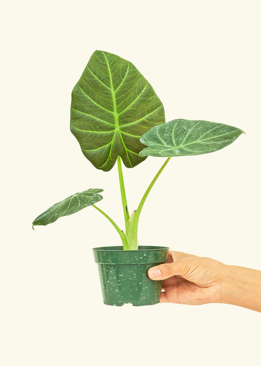 Alocasia Regal Shields in a 4 inches grow pot