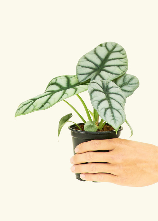 Alocasia Silver Dragon in a 4 inches grow pot