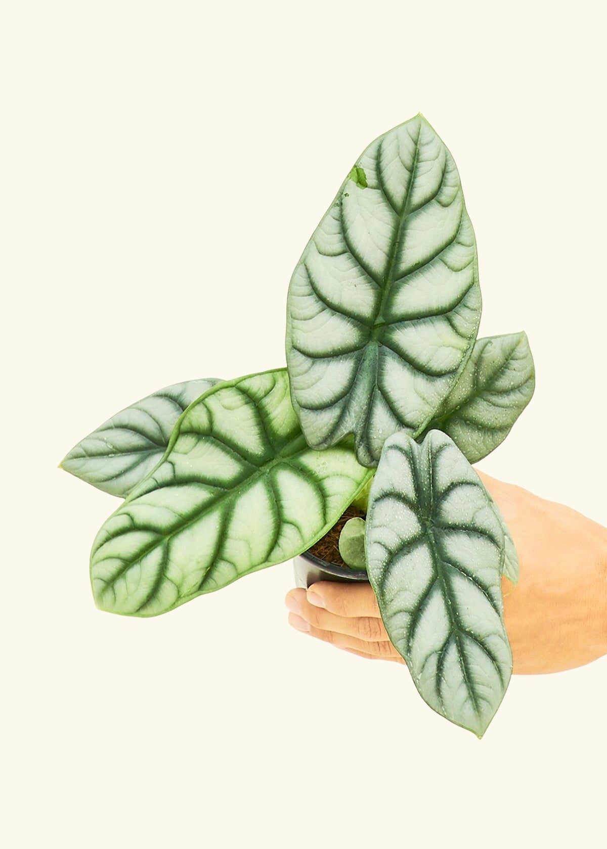 Alocasia Silver Dragon in a 4 inches grow pot