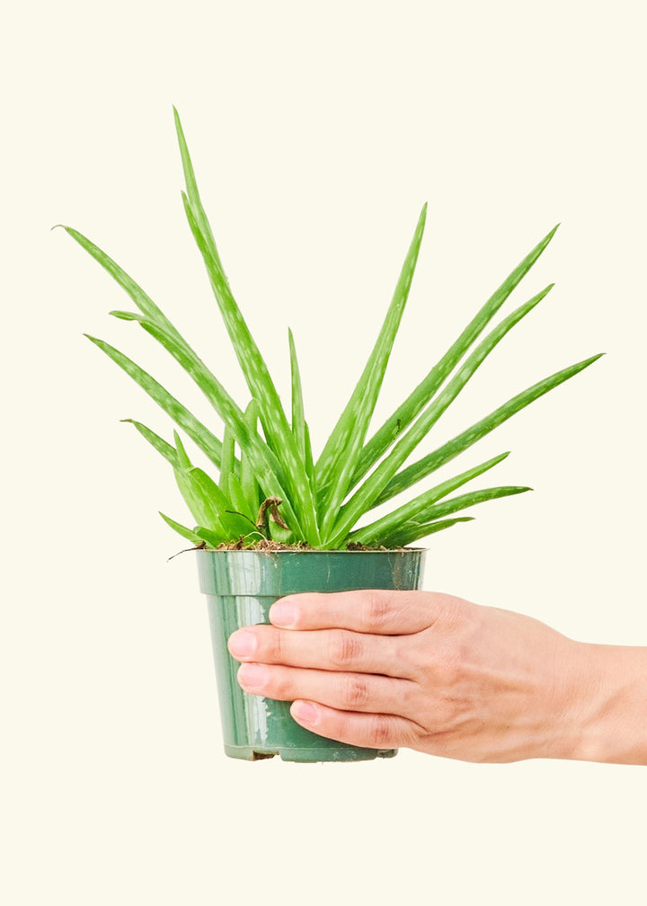 Aloe Vera in a 4 inches grow pot