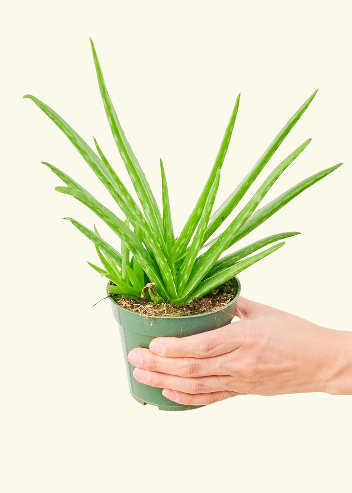 Aloe Vera in a 4 inches grow pot
