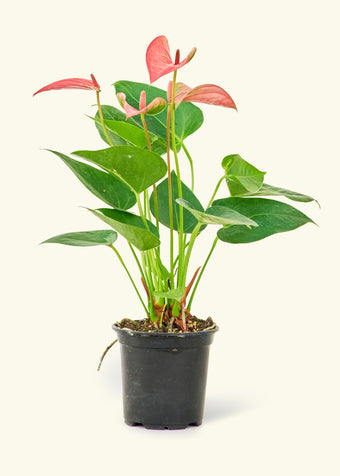 Anthurium 'Pink Flamingo'