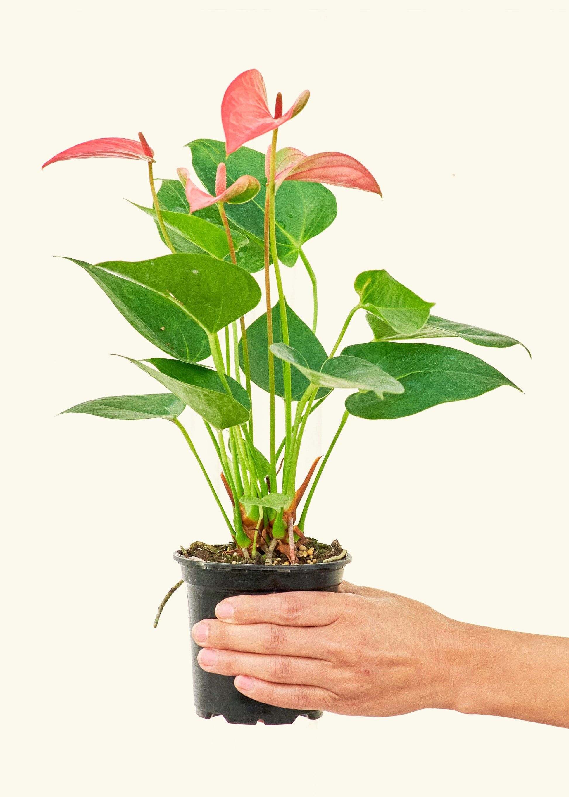 pink anthurium for sale Pink Anthurium