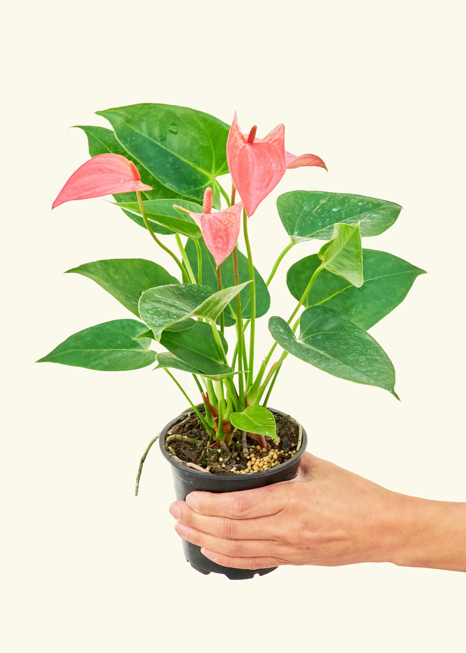 Anthurium Pink Flamingo in a 4 inches grow pot