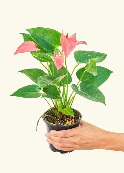 Anthurium Pink Flamingo in a 4 inches grow pot