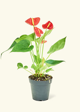 Anthurium Red Flamingo in a 4 inches grow pot