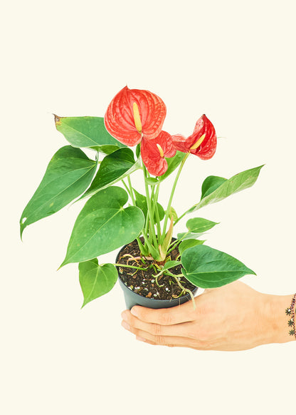 Anthurium Red Flamingo in a 4 inches grow pot