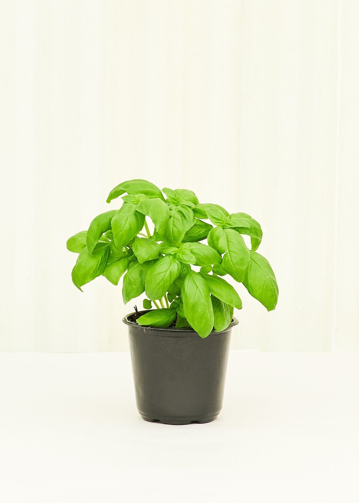 Basil 4 pack Plant Rooted 