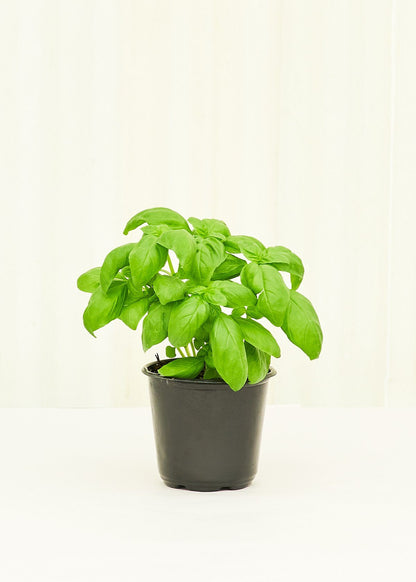 Basil 4 pack Plant Rooted 