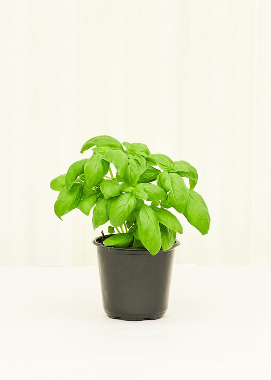 Basil 4 pack Plant Rooted 