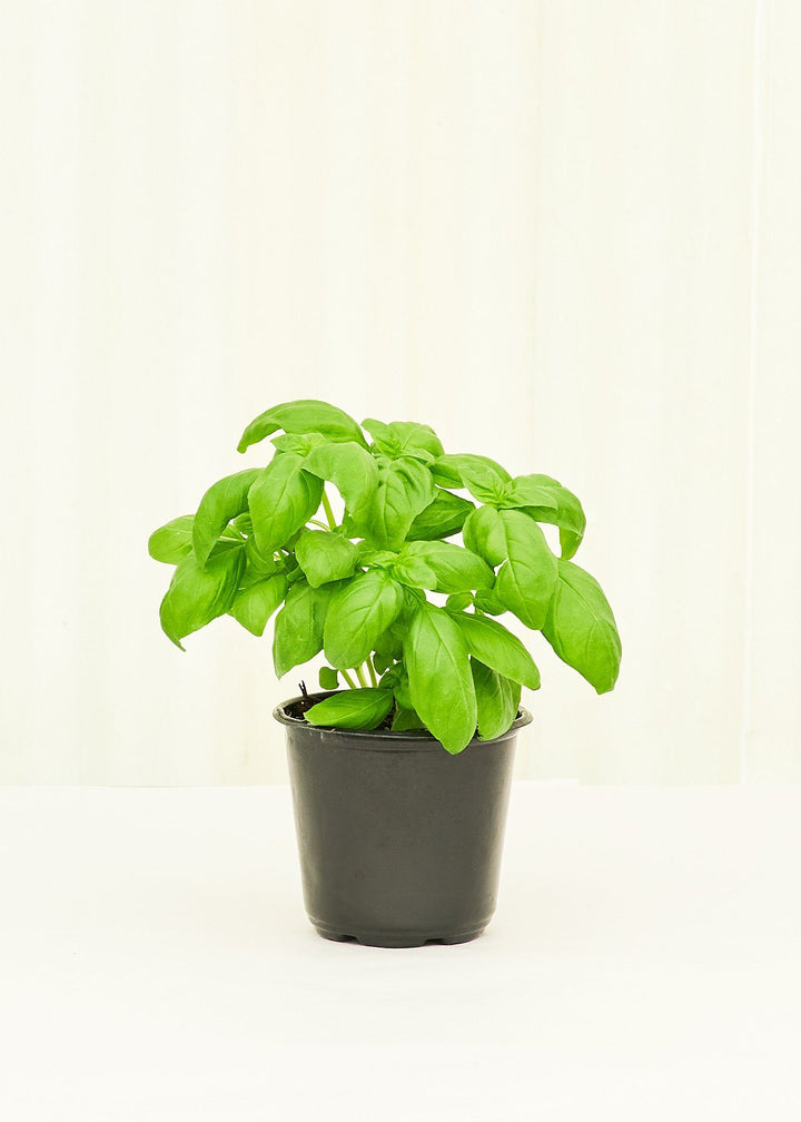 Basil 4 pack Plant Rooted 