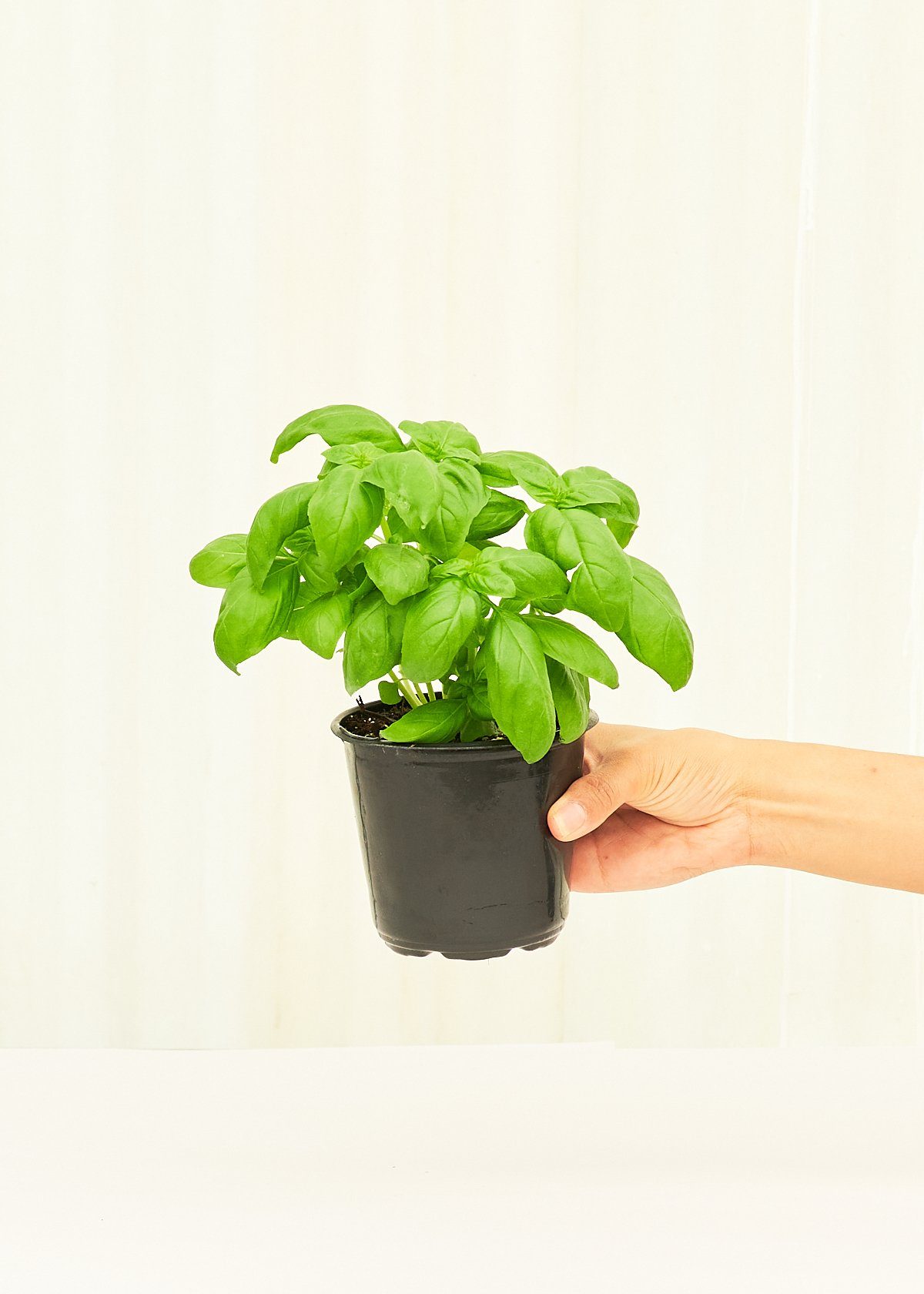 Basil 4 pack Plant Rooted 