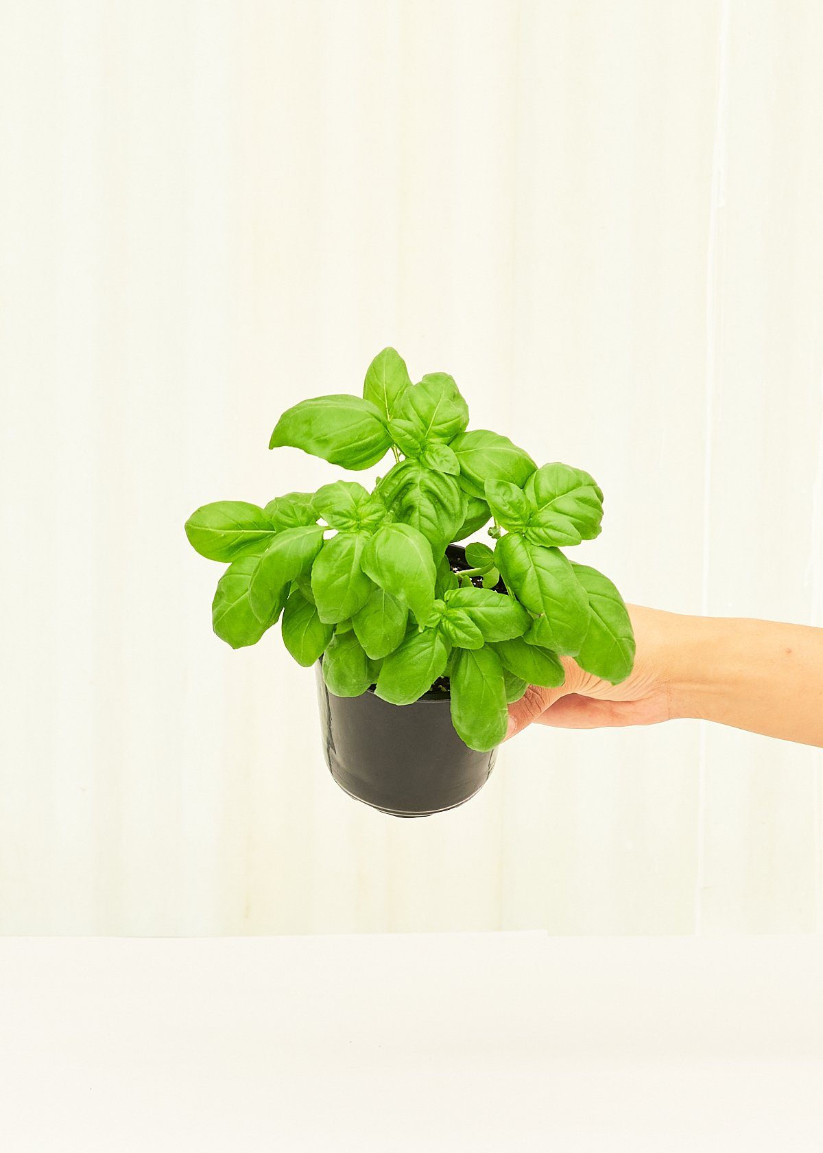Basil 4 pack Plant Rooted 