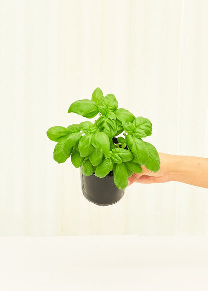 Basil 4 pack Plant Rooted 