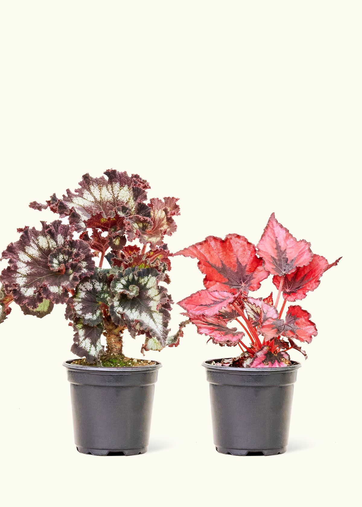Assorted Begonia Rex Box in a 4 inches grow pot