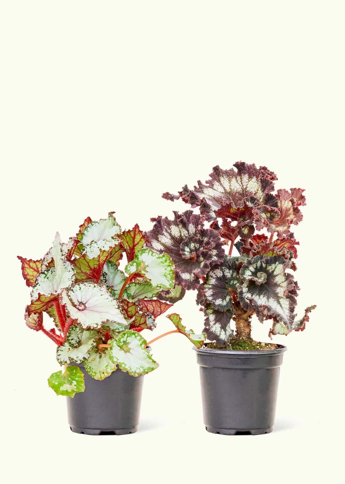 Assorted Begonia Rex Box in a 4 inches grow pot