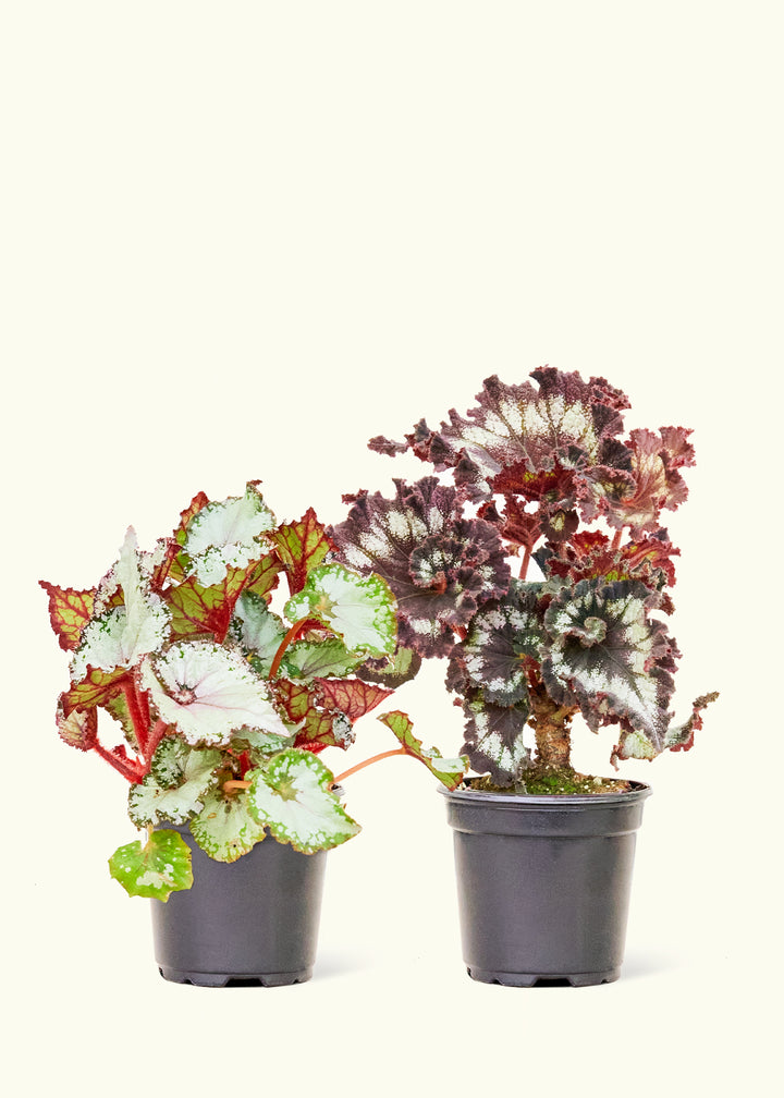 Assorted Begonia Rex Box in a 4 inches grow pot