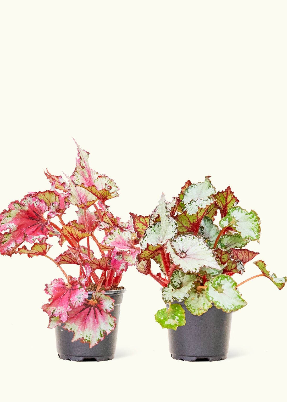 Assorted Begonia Rex Box in a 4 inches grow pot