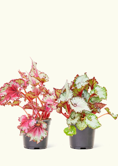 Assorted Begonia Rex Box in a 4 inches grow pot