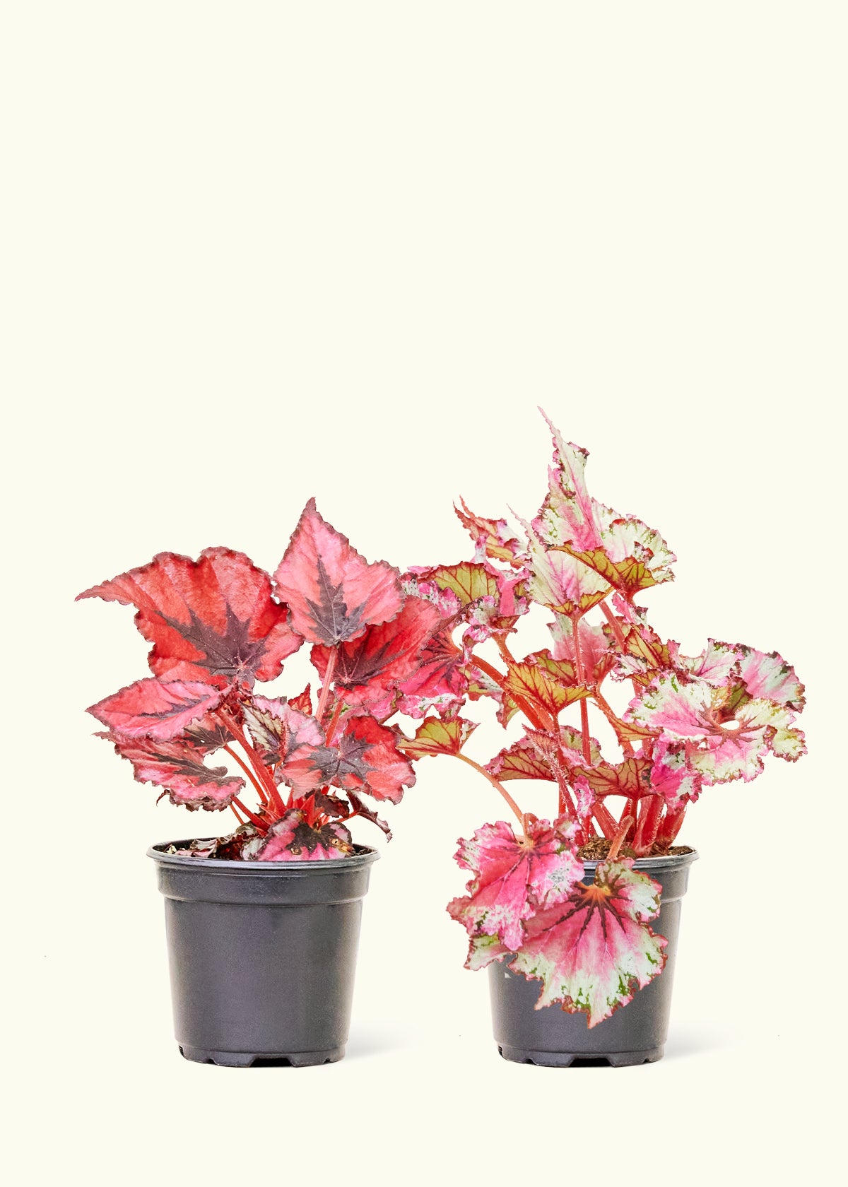 Assorted Begonia Rex Box in a 4 inches grow pot
