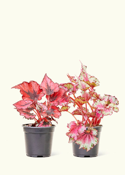Assorted Begonia Rex Box in a 4 inches grow pot