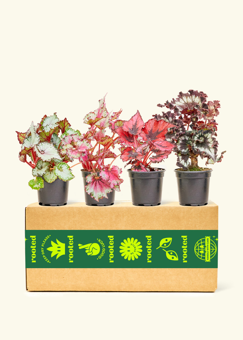 Assorted Begonia Rex Box in a 4 inches grow pot