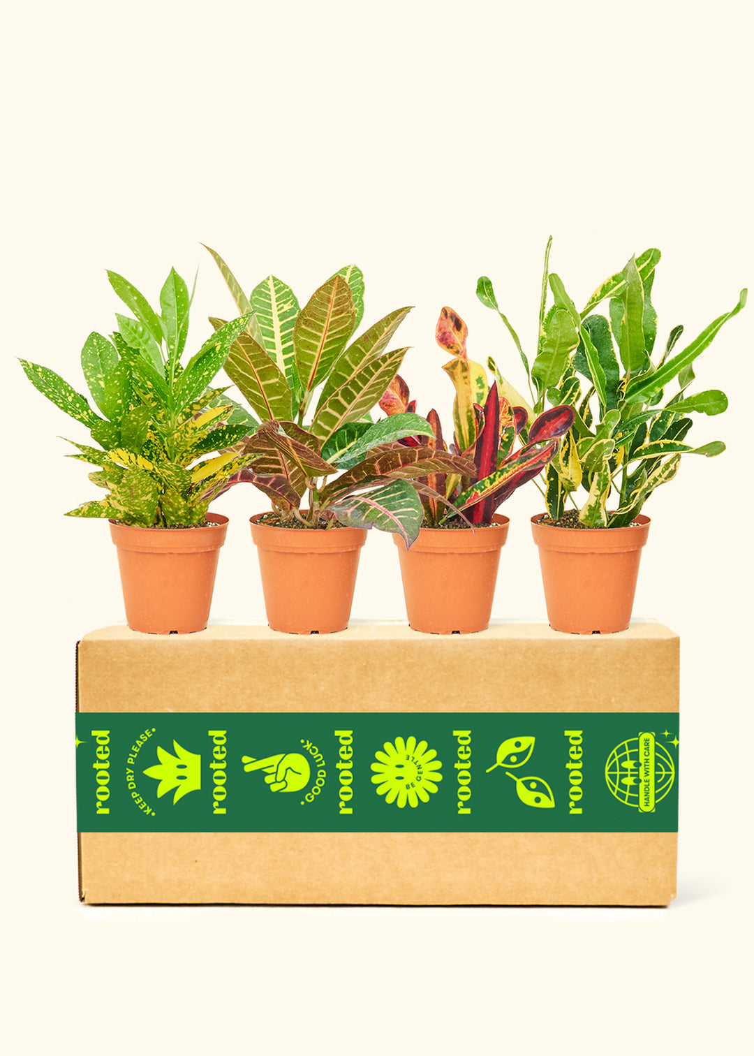 Assorted Croton Box in a 4 inches grow pot