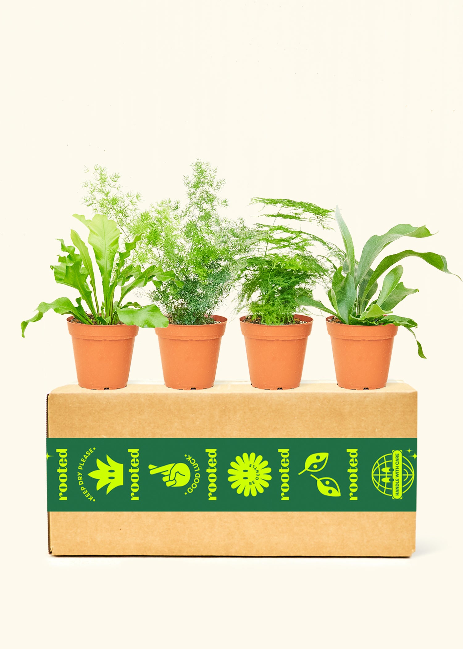 Assorted Fern Box in a 4 inches grow pot