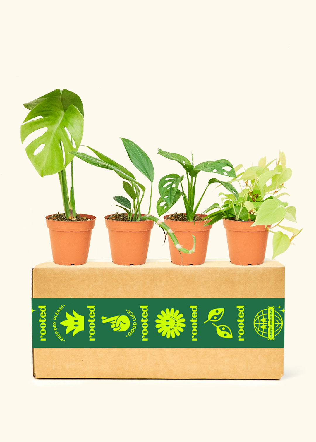Assorted Philodendron Box in a 4 inches grow pot