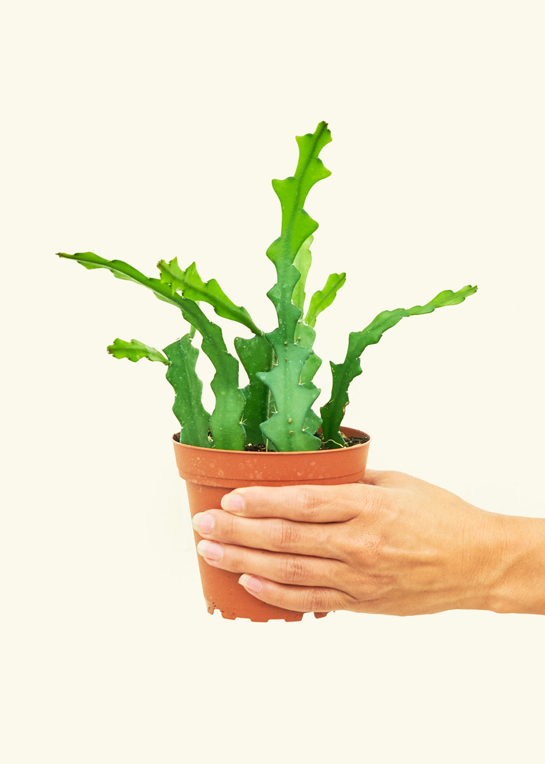  Fishbone Cactus in a 4 inches grow pot