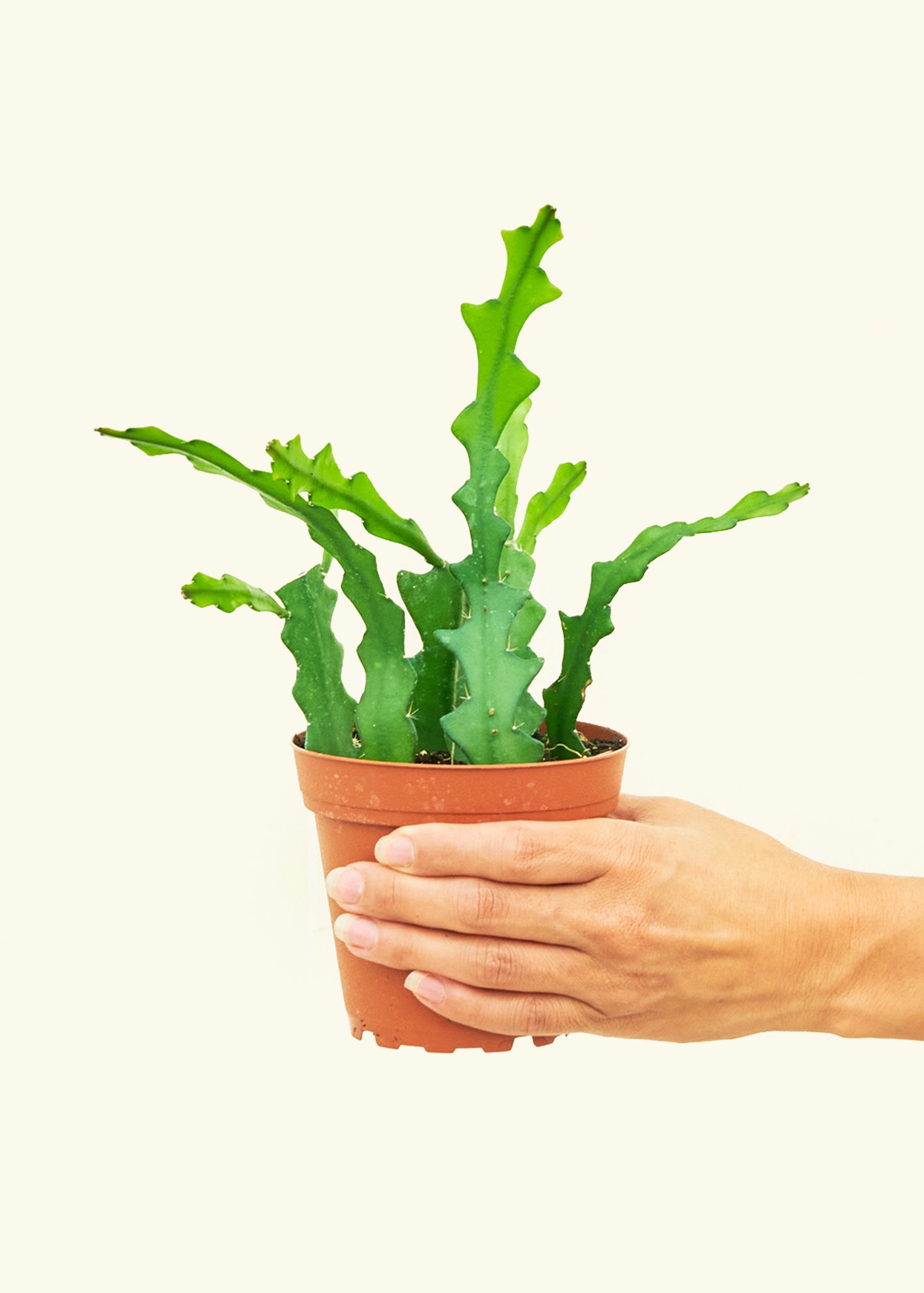  Fishbone Cactus in a 4 inches grow pot