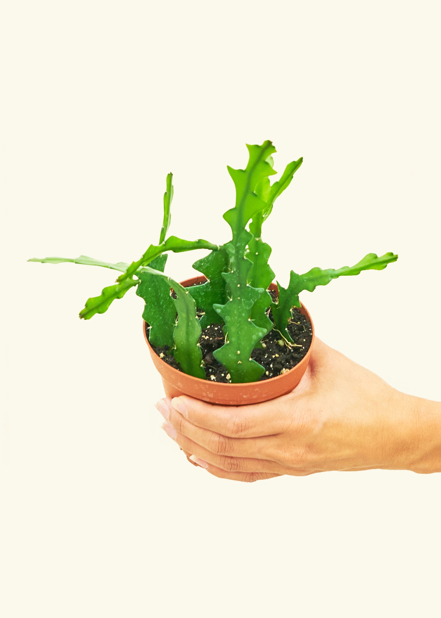  Fishbone Cactus in a 4 inches grow pot