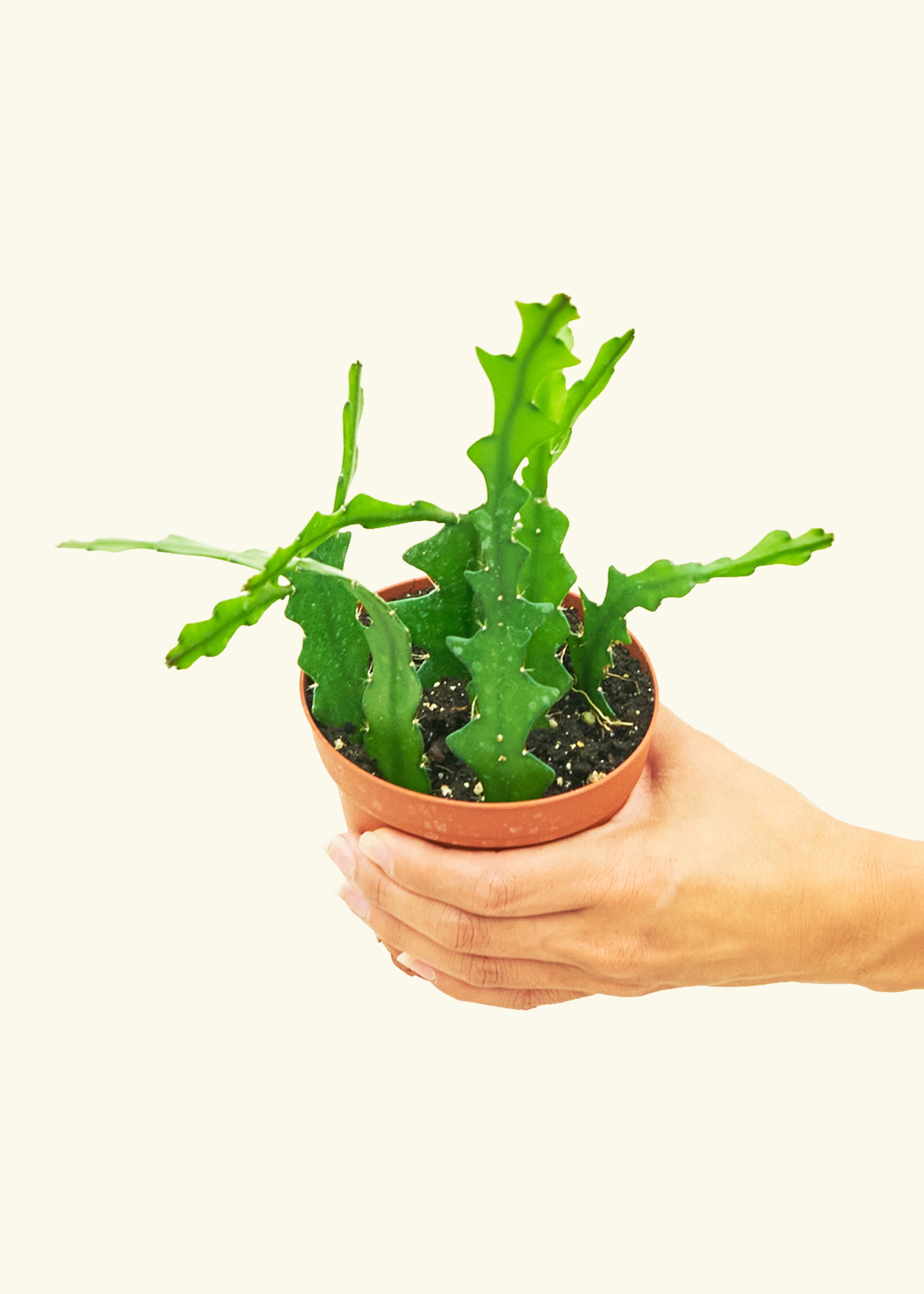  Fishbone Cactus in a 4 inches grow pot