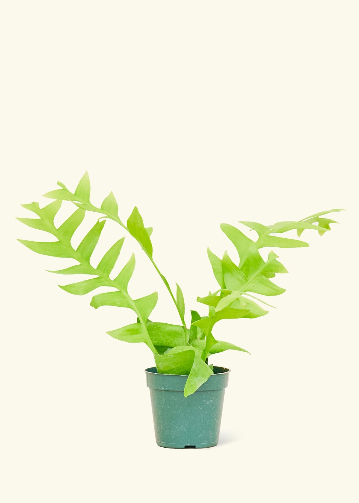 Sharktooth Fern in a 4 inches grow pot