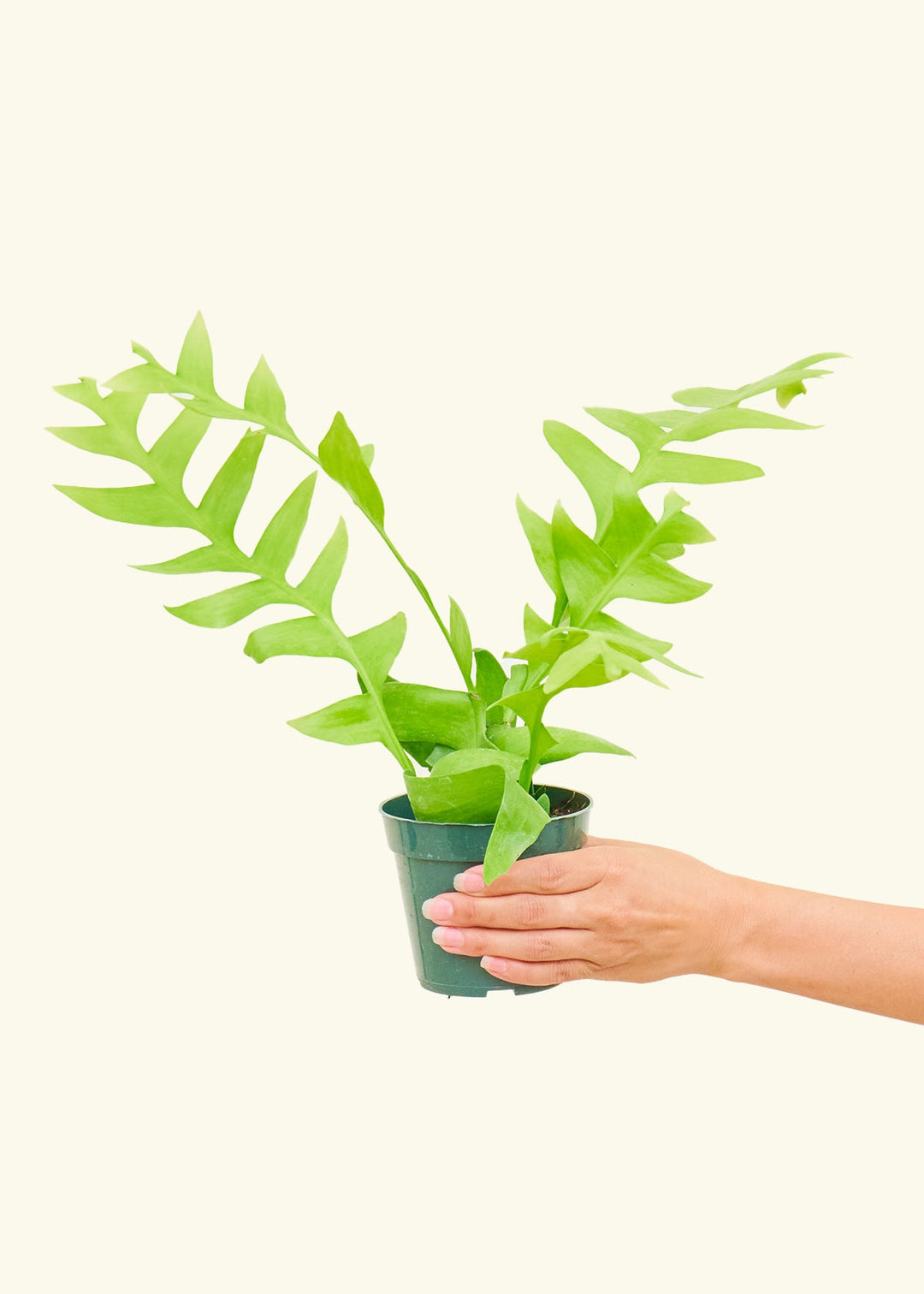 Sharktooth Fern in a 4 inches grow pot