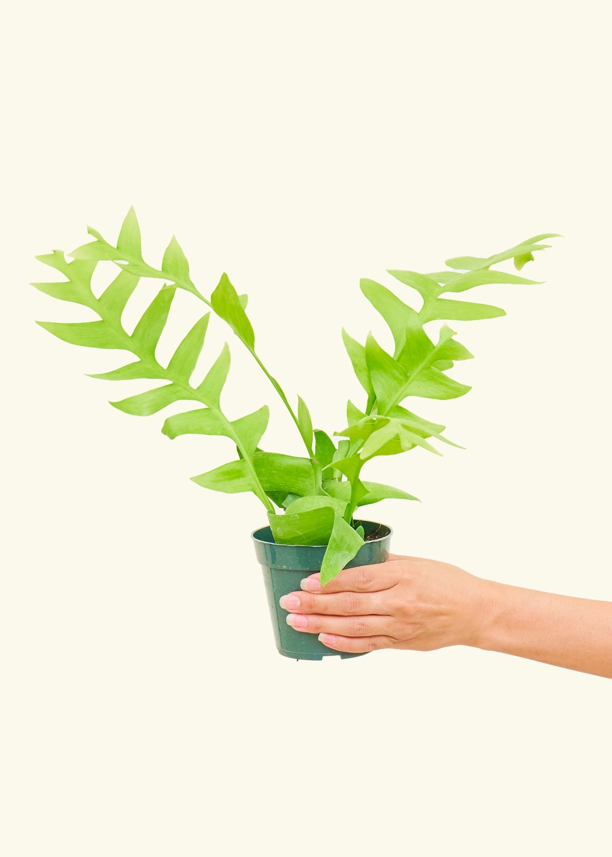 Sharktooth Fern in a 4 inches grow pot
