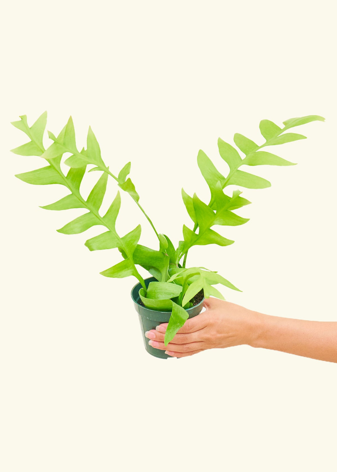 Sharktooth Fern in a 4 inches grow pot