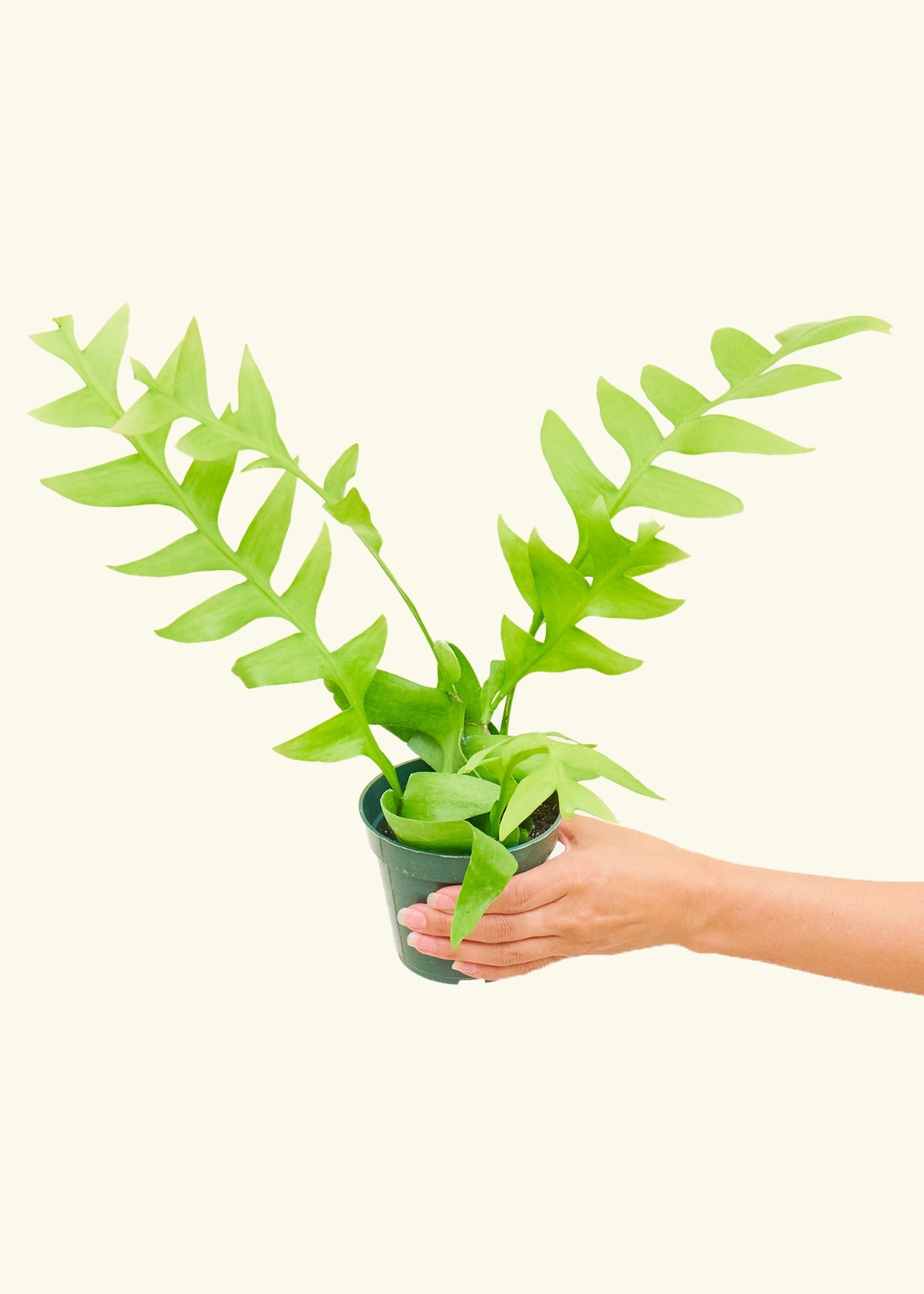 Sharktooth Fern in a 4 inches grow pot