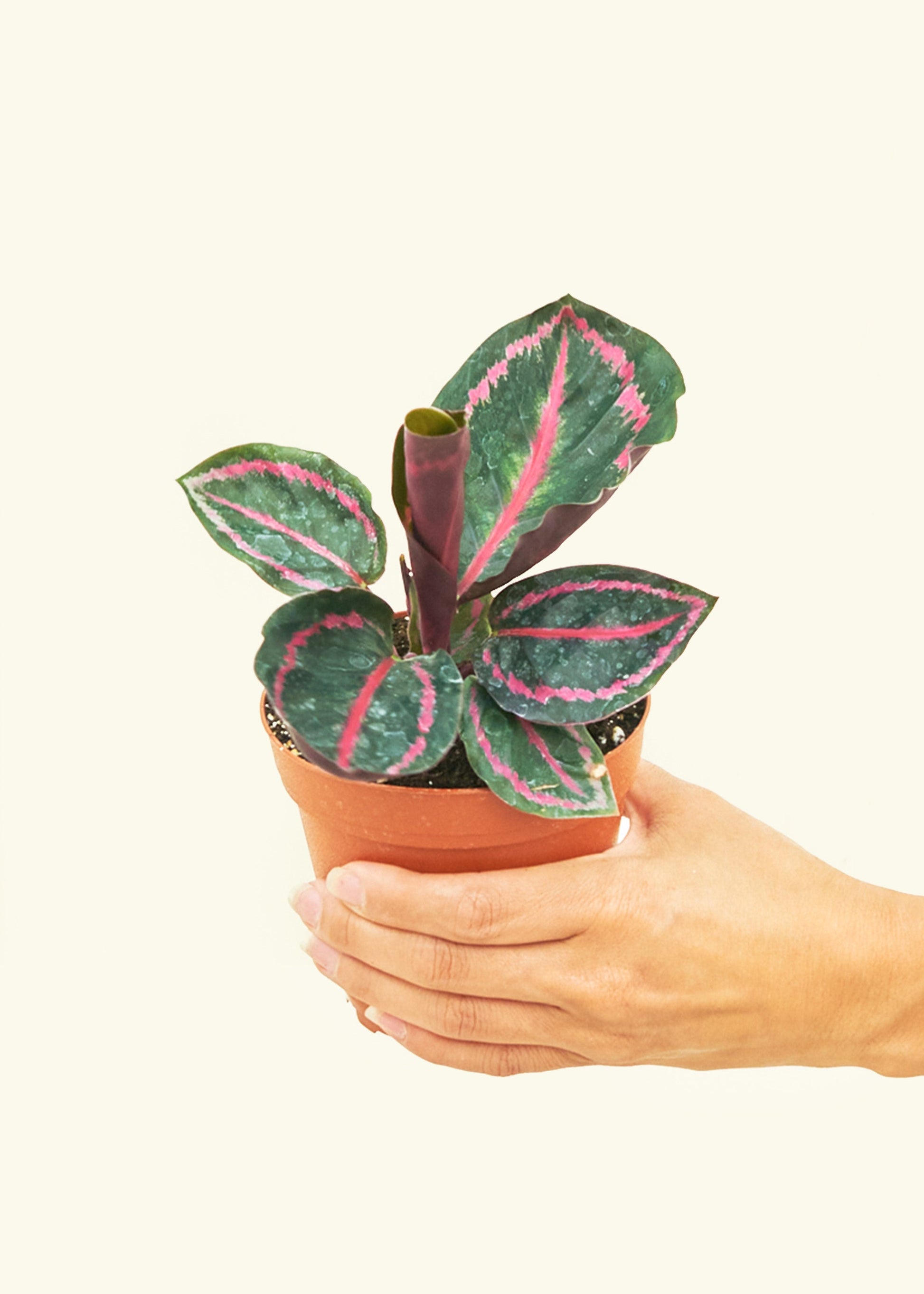 Calathea Dottie in a 4 inches grow pot