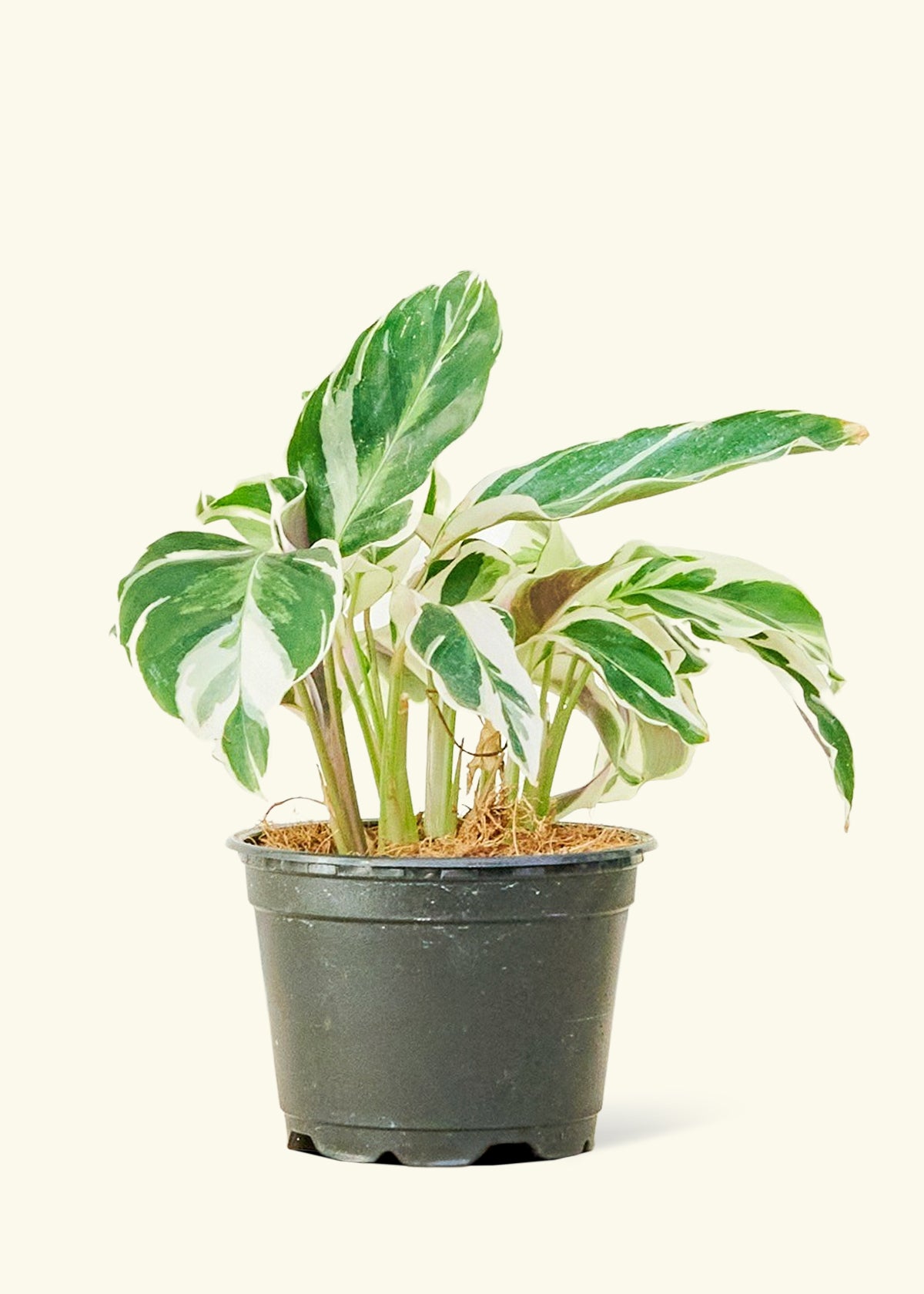 Calathea Fusion White in a 4 inches grow pot
