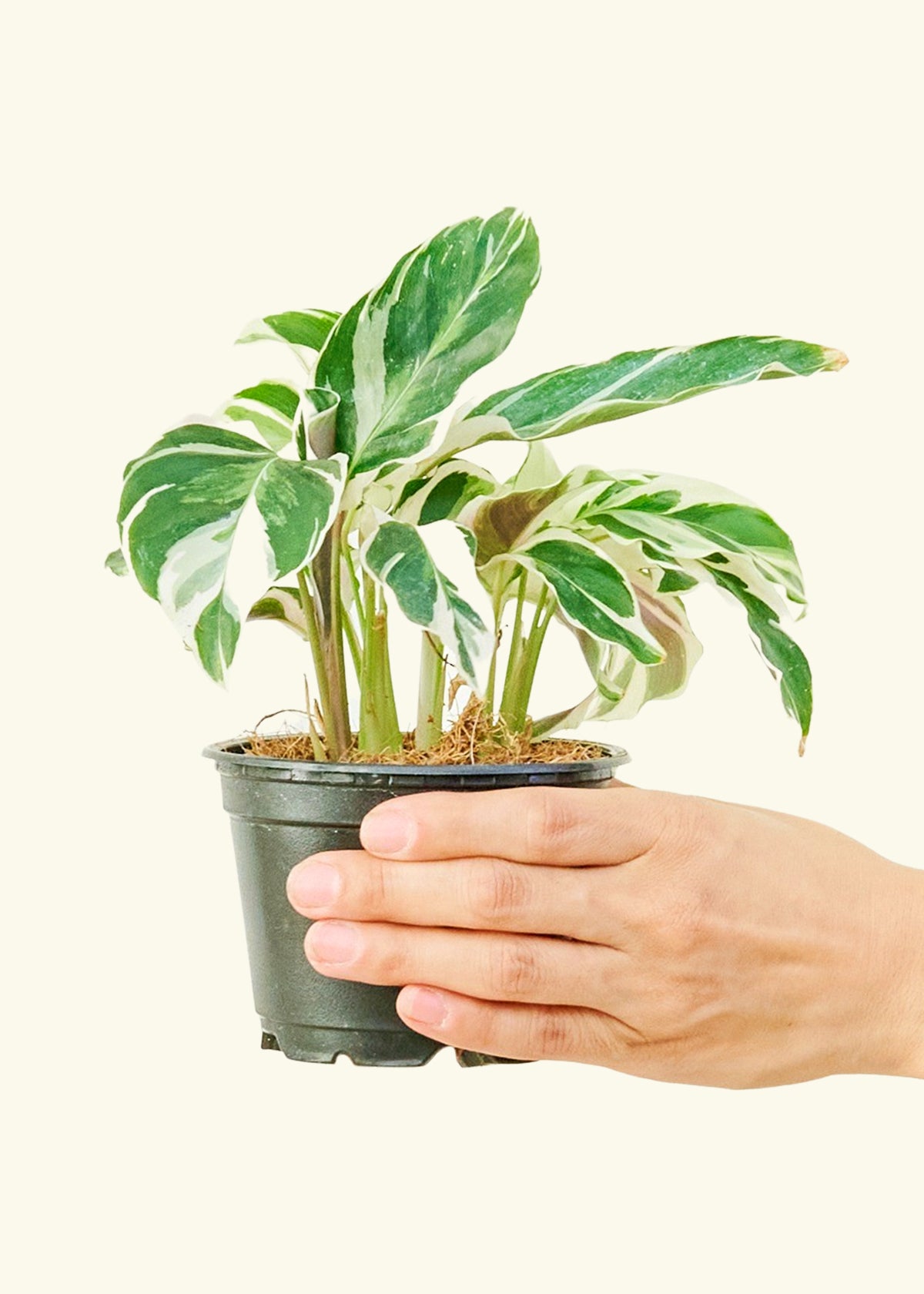 Calathea Fusion White in a 4 inches grow pot