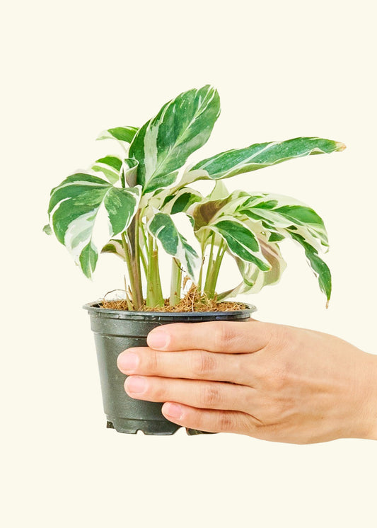 Calathea Fusion White in a 4 inches grow pot
