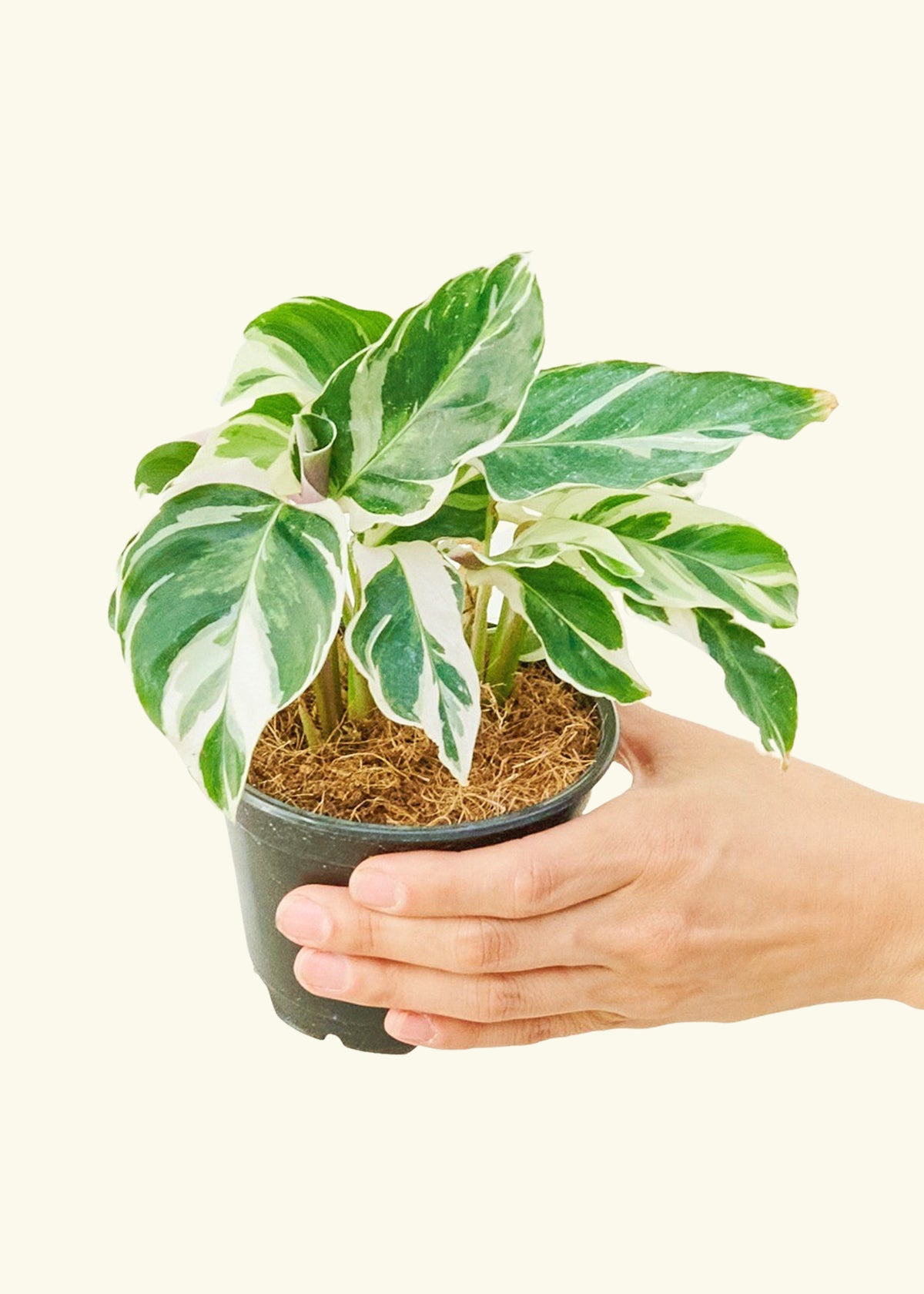 Calathea Fusion White in a 4 inches grow pot