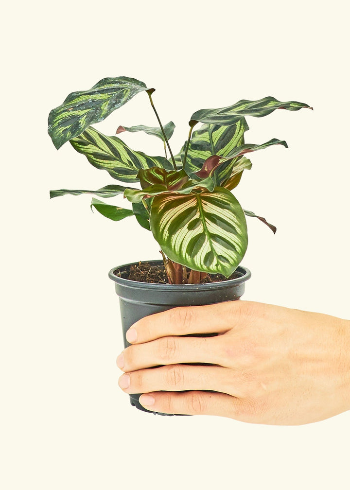 Peacock Calathea in a 4 inches grow pot