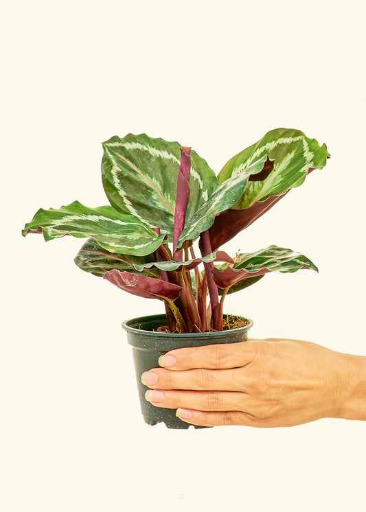 Calathea Medallion in a 4 inches grow pot