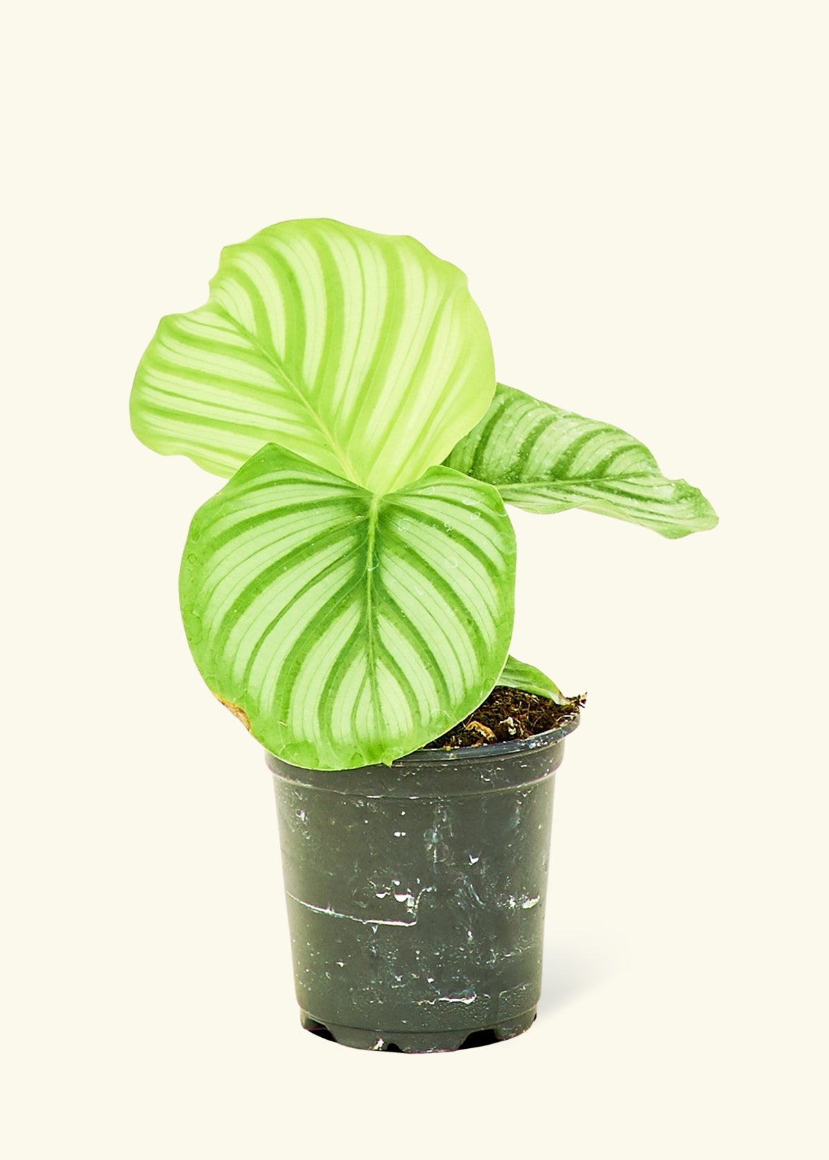 Orbit Peacock Plant in a 4 inches grow pot